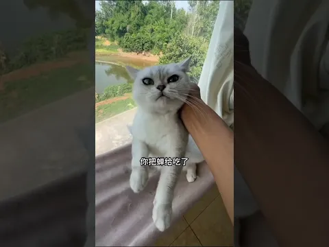 My Cat Ate The Grasshopper And Now The Grasshopper Is Crying Loudly