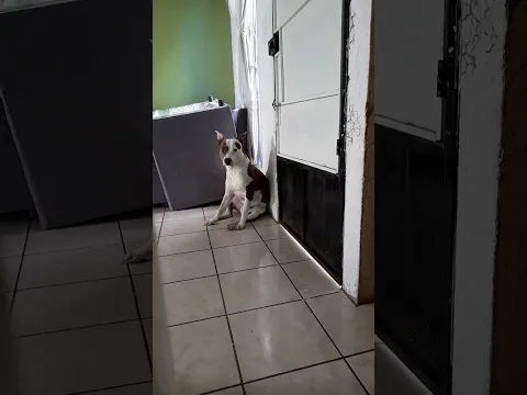 Abran la puerta, un clásico #Short de abraham #funnyclips #funnyvideo x Zeus credito de sonido Larin