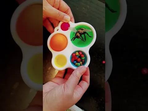 Watermelon Sugar 🐝 🍭 lollies #sensory #popit #fidget #shorts #autism #mms