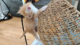 Seven Kittens In A Room What Happened Next? 2021-04-16