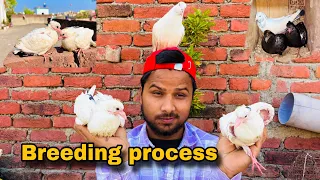 बहुत सारे बच्चे निकल आये हमारे कबूतरों के || Breeding Process😲|| #pigeon #reaction #viralvideo #pets