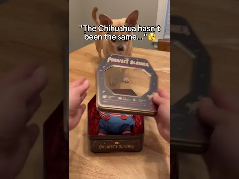 Purrfect Flex pet accessory setup for pet owners