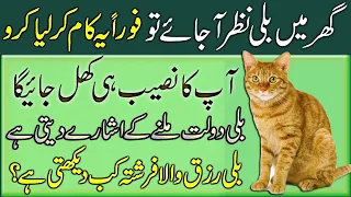 Ghar Mein Billi Nazar Ajaye Tou | Foran Ye Kam Liya Karo | How Is A Cat Reared In House?