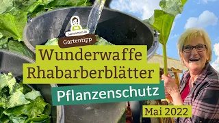 Wunderwaffe Rhabarberblätter: Pflanzenschutz- und Schädlingsbekämpfungmittel selber machen