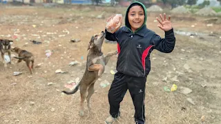 स्ट्रीट डॉग को ब्रेड खिलाई || A cute street dog ❤️❤️