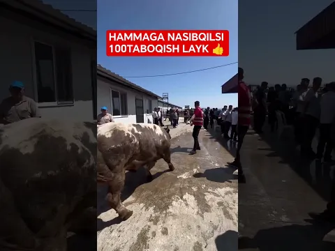BUQALAR #chorva#tiktok#instagram#farm#farming#cow#bull#ferma#geremfort#angus#avlikol#semental#buqa