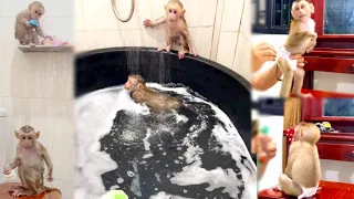 Bryyan and Icy monkeys so happy for playing bathing in big bucket