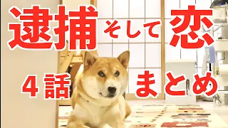 【一気見】恋多き柴犬こむぎの逮捕歴を振り返る【あるじのステップ】【NEWS 48】shibainu comugi