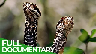 Magic of the Moors - A Mysterious World Full of Life | Free Documentary Nature