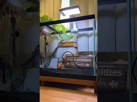 What do Goldfish think during a water change?