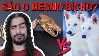 TROUXERAM DE VOLTA UM "LOBO" EXTINTO HÁ 10 MIL ANOS? (#Pirula 391.1)