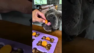 Para os Dias de calor 🐾 é refrescante