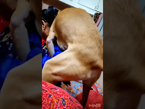 Funny dog video 🐶❤️😂 #doglover #dogvideo #viral