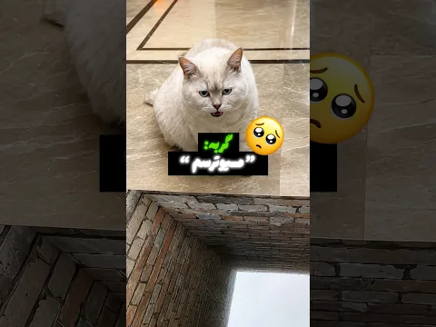 این گربه خودش میترسید ولی میخواست به صاحبش کمک کنه🥹🥹 #گربه #حیوانات #pets #animals
