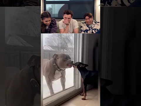 Tom Holland React Viral Videos #tomholland #funny #trytolaugh #reaction
