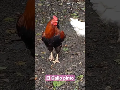 El gallo pinto #short #shorts #granjadezenon #viralvideo