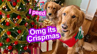 Celebrating My Dogs First Christmas! *ADORABLE* 😍