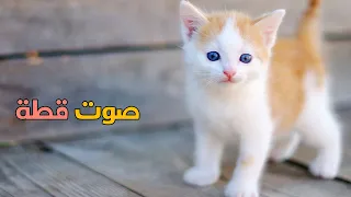 صوت قطة صغيرة واضح وجميل