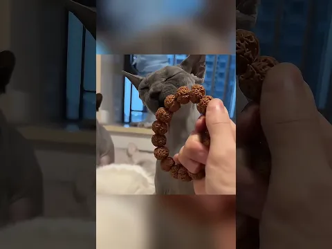 The Battle Against a Greasy, Color-Shedding Cat