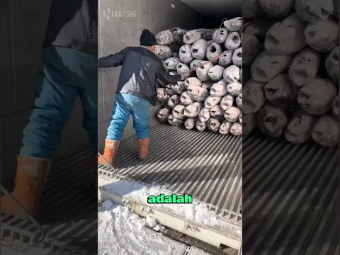 Cara Mengosongkan Truk Ikan Dengan Cepat 😮