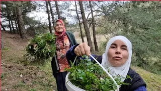 ISSIZ ORMANDA ÇAM AĞAÇLARI ALTINDA DELİTERE, KIR GAZAYAK, KUZUKULAK TOPLADIK | ALDIK BAŞIMIZI GİTTİK
