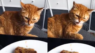 Cat That Hates Food