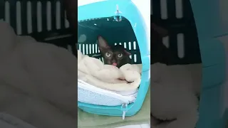 Бедная Лысая кошка смотрите что нам делал доктор