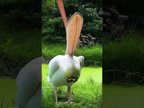 منقار البجعة أوسع مما تتخيل😲