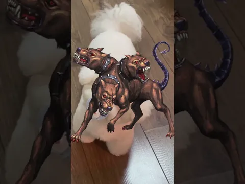SE DESCUBRE UN PERRO CON 3 CABEZAS 🐶😨 #shorts #youtubeshorts #youtube