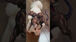 SE DESCUBRE UN PERRO CON 3 CABEZAS 🐶😨 #shorts #youtubeshorts #youtube