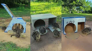 Creative Unique DIY Quail Trap Using Cardboard Box | Easy Bird Trap technique #survival #outdoors