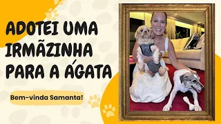 A FAMÍLIA CRESCEU: ADOTEI! BEM-VINDA SAMANTA!