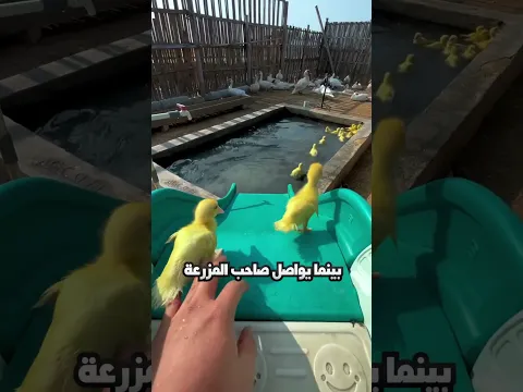 يوم كامل من حياة فراخ البط