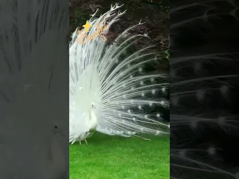 LOOK AT THIS ARROGANT PEACOCK DISPLAYING HIS BEAUTY - funny and beautiful .