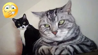 FUNNIEST CAT VIDEOS 2024 COMPILATION 😂 Funny Cats 56 😺 #funny #pet #cat #foryou #viral #viralvideo