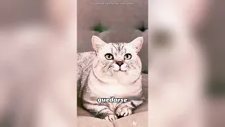 ¡Este gato es tan lindo!#fyp #peces #pets 