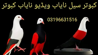 "Kbirshadkhan | نایاب کبوتر کی جھلک | Rare Nayab Pigeon Video"#birds #pigeon #kabootar #kabootar