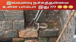 The highly venomous Russel's viper 🐍🐍🐍🐍