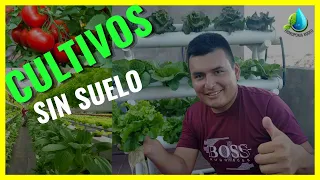 La Hidroponía el Arte de Cultivas Sin Suelo