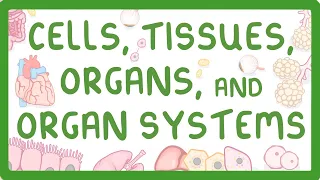 GCSE Biology - Levels of Organisation  - Cells, Tissues, Organs and Organ Systems (2026/27 exams)