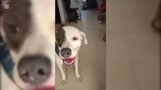 🐾💥🎀TANGO😱CUANDO🐶SE🫨ACTIVA🐺SU😨MODO🐩EXIGENTE🪽💥🐾#youtubeshorts#shortvideo#shortsvideo#shorts#short#dog