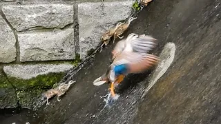 登れなかったヒナを見捨てない母カモ【カルガモ親子の絆】蛇に遭遇