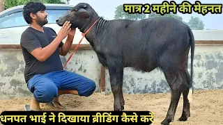 धनपत भाई ने कैसे किया चोटी का Calf तैयार @कोई नहीं बताएगा ऐसी खास टिप्स//Calf rearing in Dairy Farm.