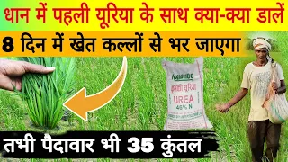 धान में पहली यूरिया के साथ क्या मिलाकर डालें।पौधे कल्लों से लालहा उठेंगे dhan ke kalle kaise badhaye