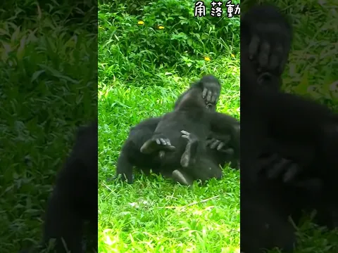 幹嘛一直抱，很重耶🤣🤣#ゴリラ | D'jeeco Family 🦍 #shorts 【#金剛猩猩】