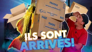 LES POISSONS DE l’AQUARIUM GÉANT SONT LÀ ! -TOOPET