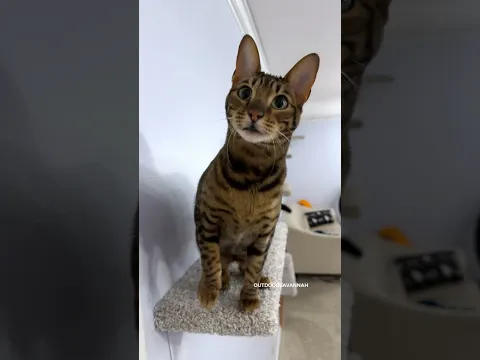 New Shelf For My Cat #cat