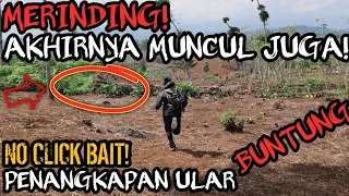 MERINDING ! PENANGKAPAN ULAR BUNTUNG YANG DITAKUTI PETANI! NYATA ADANYA NO CLICK BAIT !