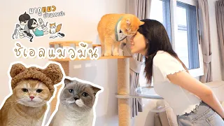 มาดูแมวบ้านเราปะ  ss1 EP.5 - ชิเอลแมวมึน