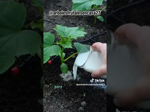 Fertilizantes japonés que acelera el crecimiento de cualquier árbol frutal en maceta🍋🍎